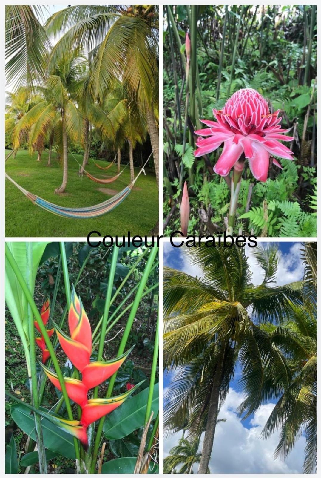 סנט-לוס Couleur Caraibes-Cocobeach Martinique Pierre Et Vacances מראה חיצוני תמונה